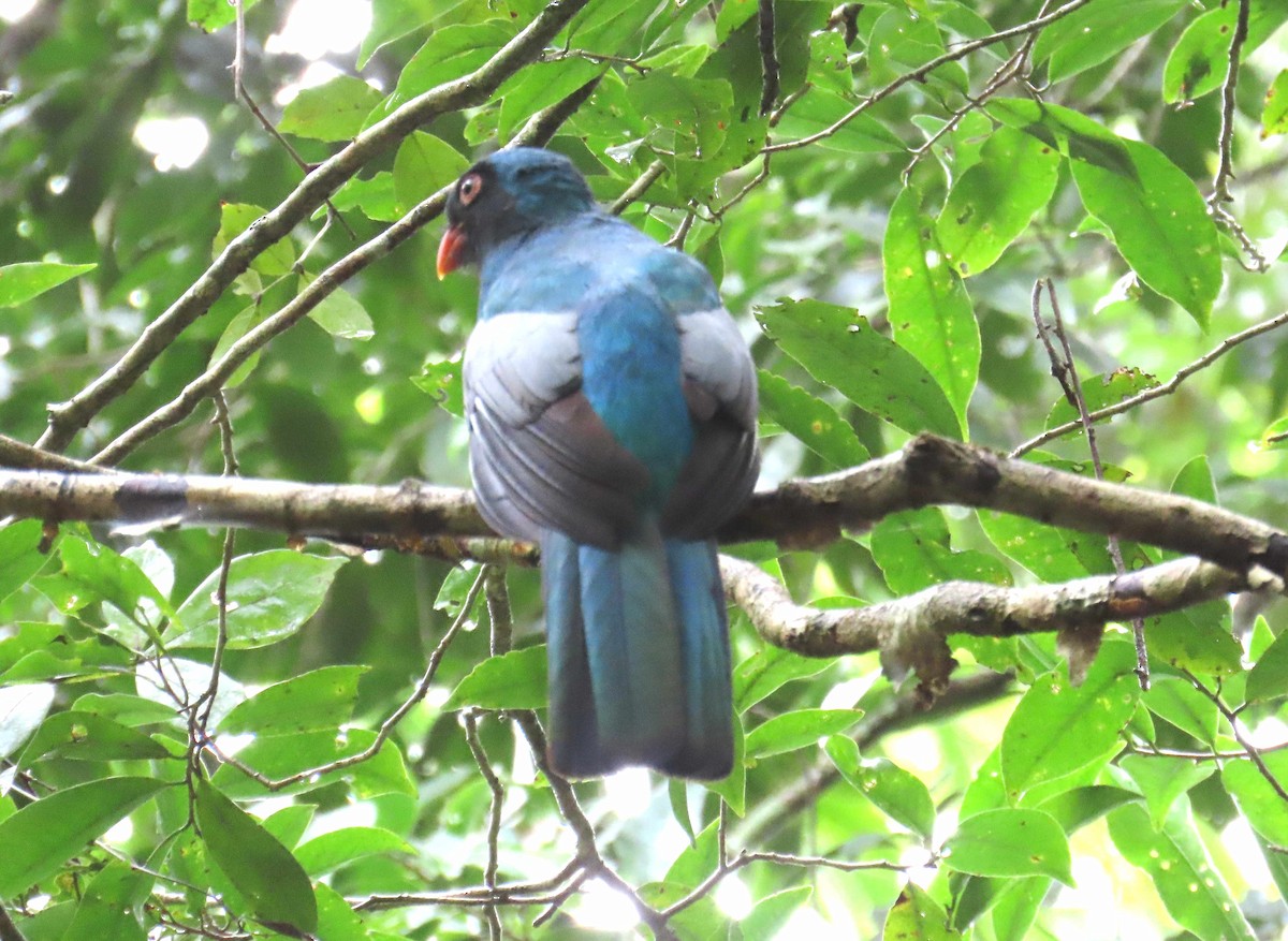 Slaty-tailed Trogon - ML650254116
