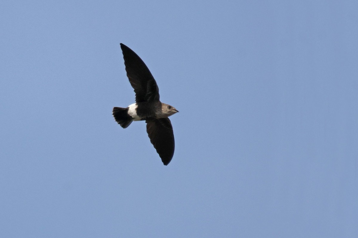 Mottled Spinetail - ML650254277