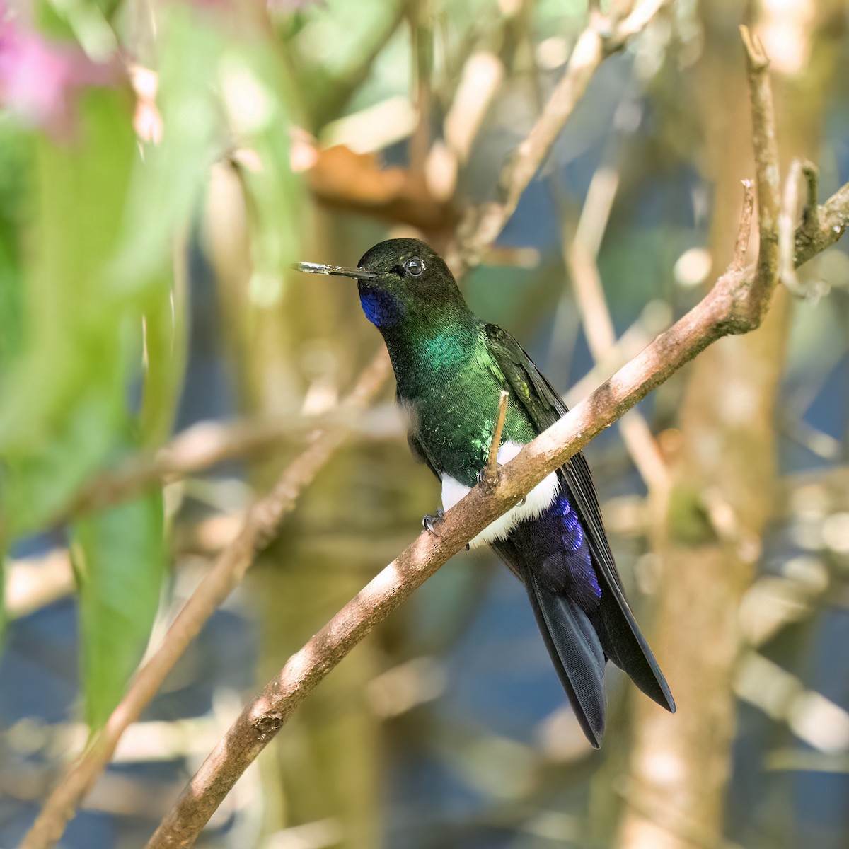 Glowing Puffleg - ML650254286