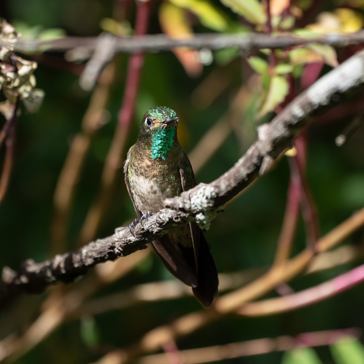 Tyrian Metaltail (Tyrian) - ML650254372