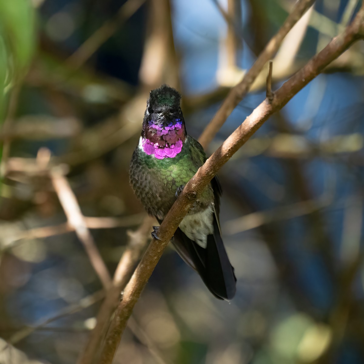 Longuemare's Sunangel - ML650254389