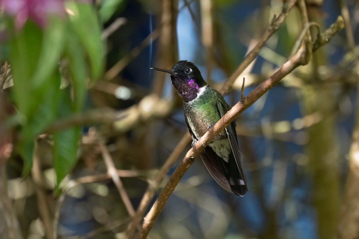 Longuemare's Sunangel - ML650254390