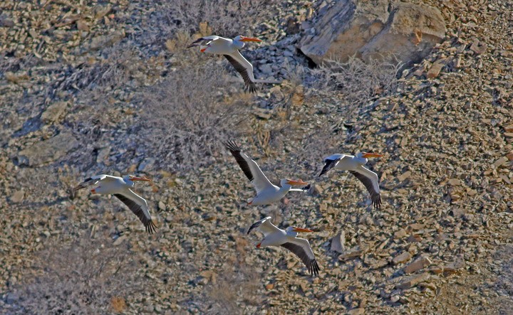 Пелікан рогодзьобий - ML65025441