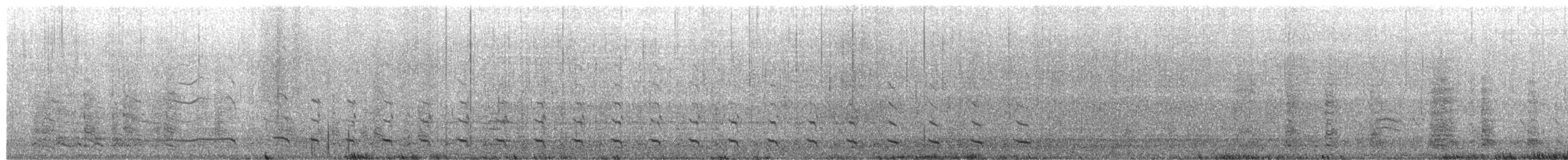 Kelp Gull (austrinus) - ML650254441