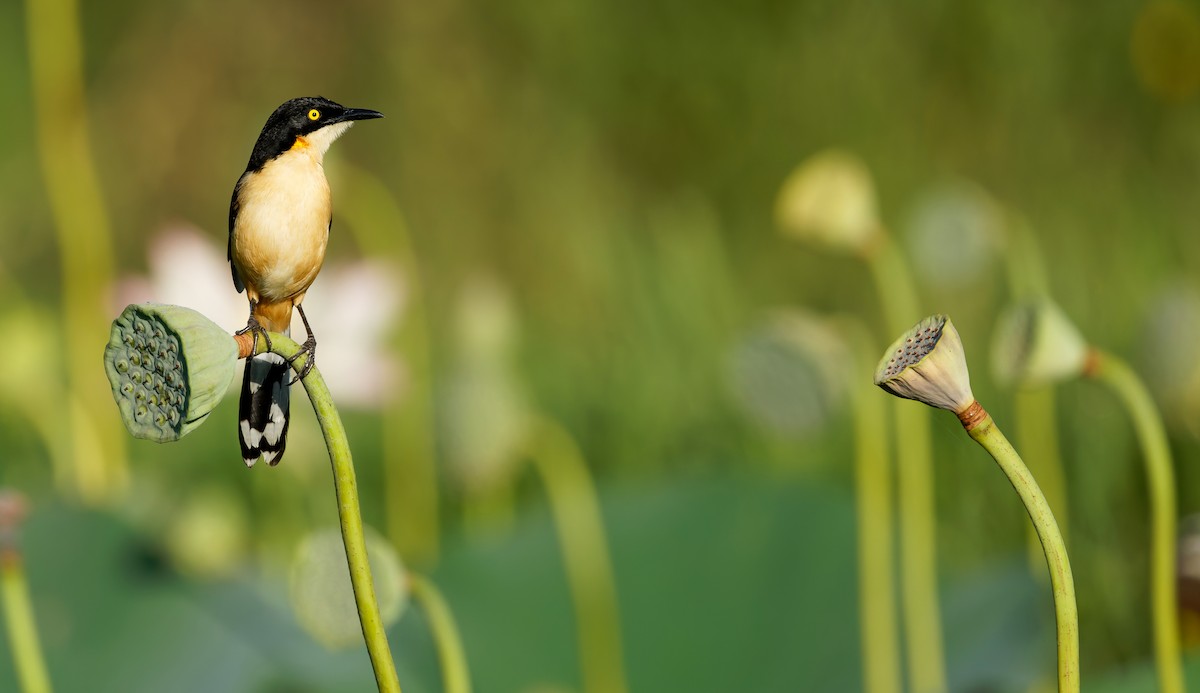 Black-capped Donacobius - ML650254484