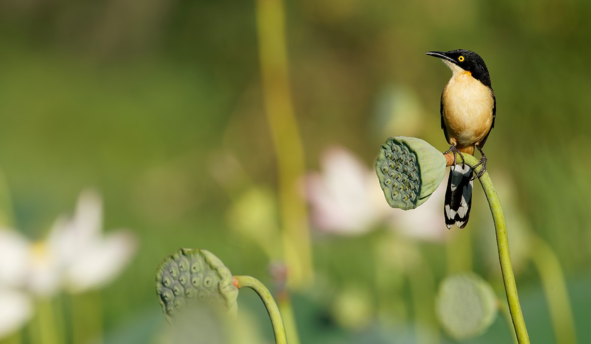 Black-capped Donacobius - ML650254492