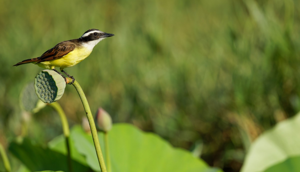 Great Kiskadee - ML650254501