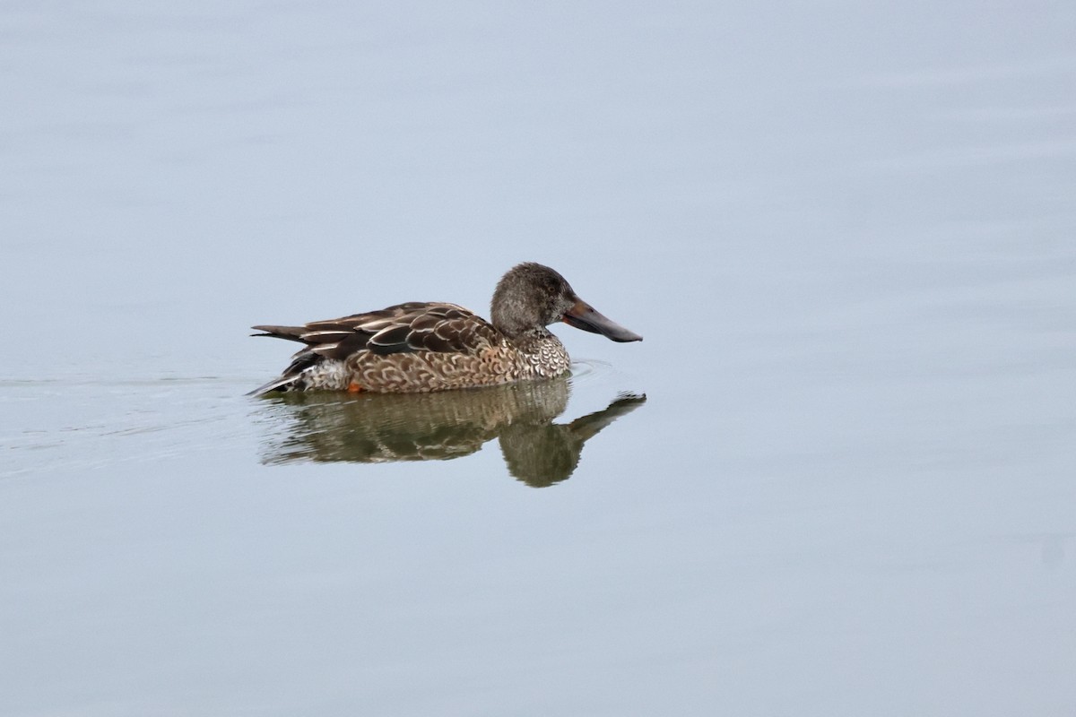Northern Shoveler - ML650254512