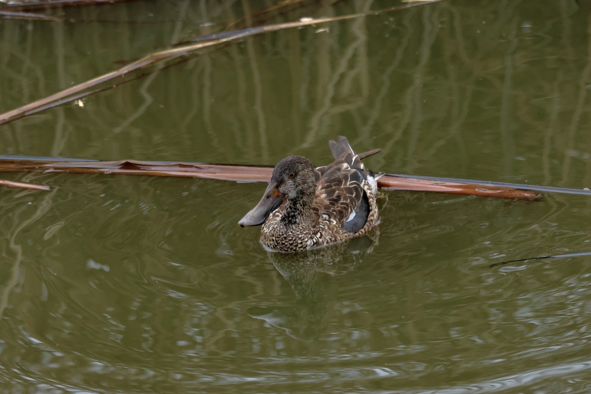 Northern Shoveler - ML650254513