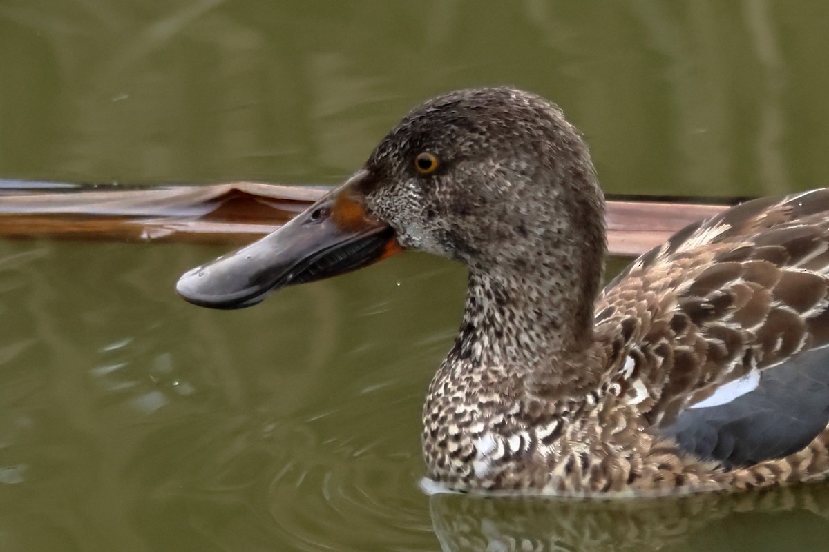 Northern Shoveler - ML650254514