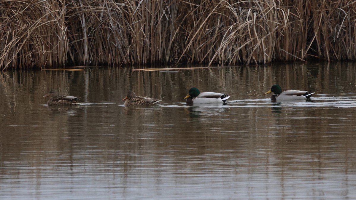 Mallard - ML650254535