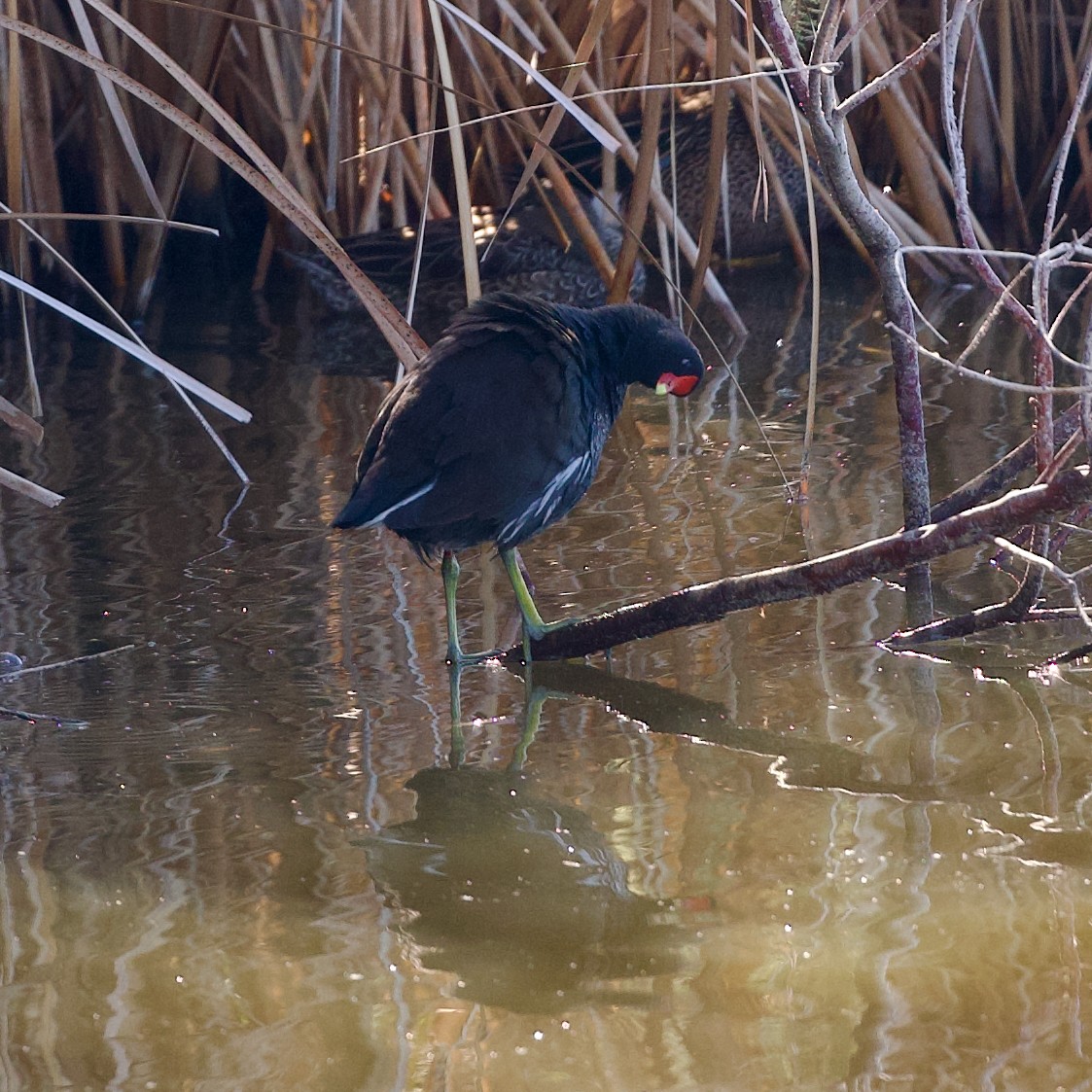 Common Gallinule - ML650254540