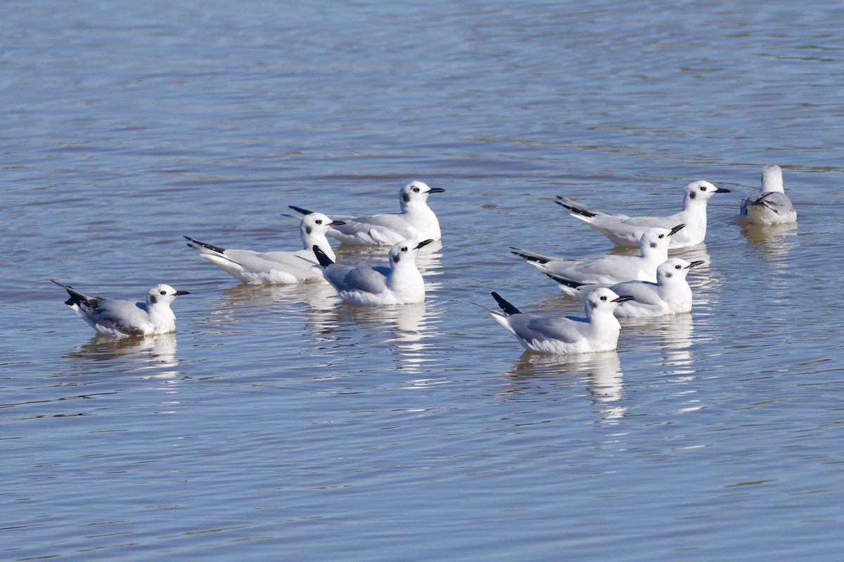 Bonaparte's Gull - ML650254554
