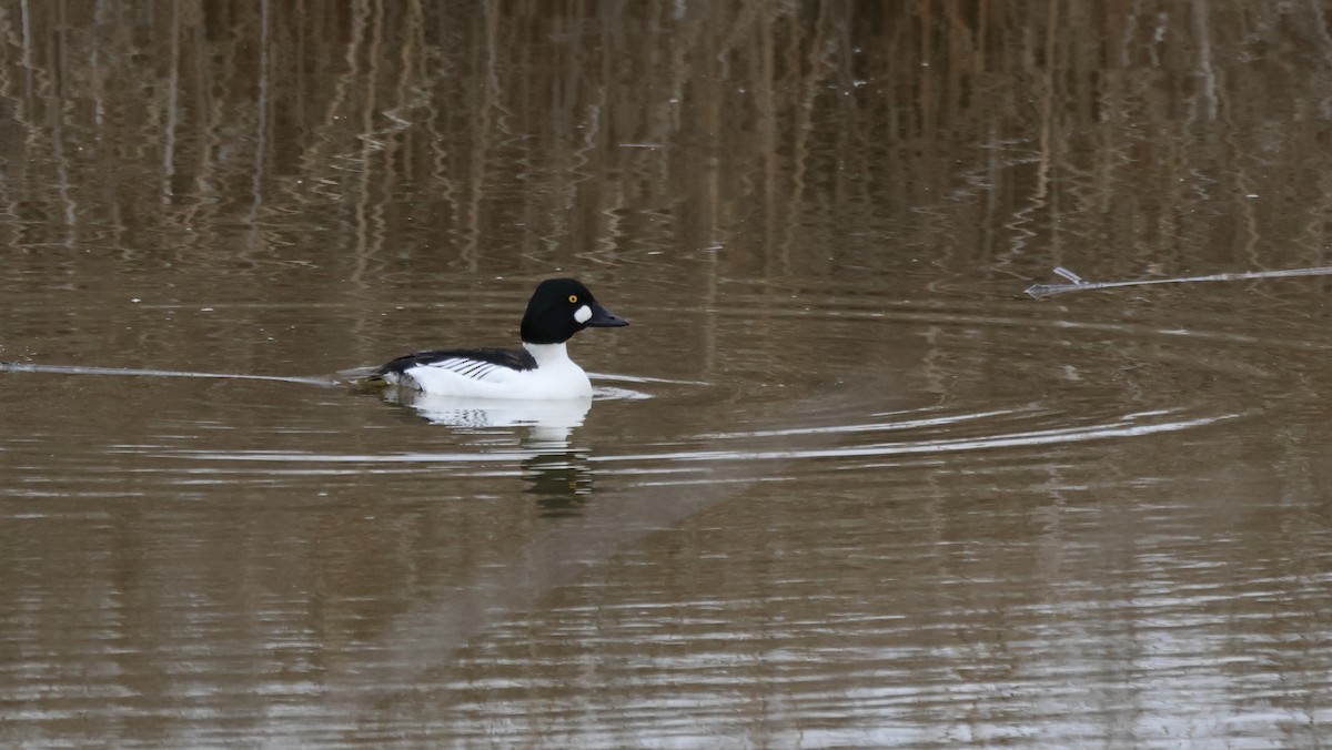Common Goldeneye - ML650254572
