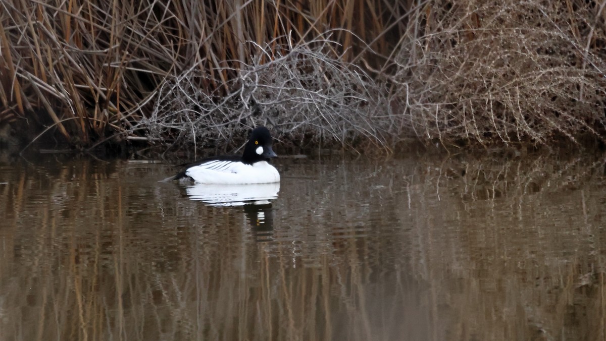 Common Goldeneye - ML650254573