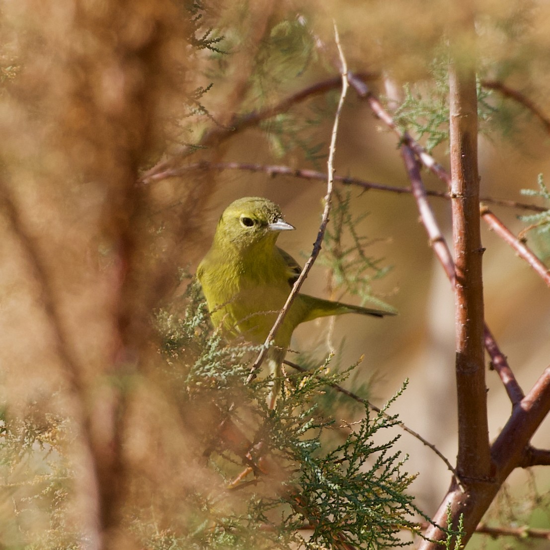 Orange-crowned Warbler - ML650254583