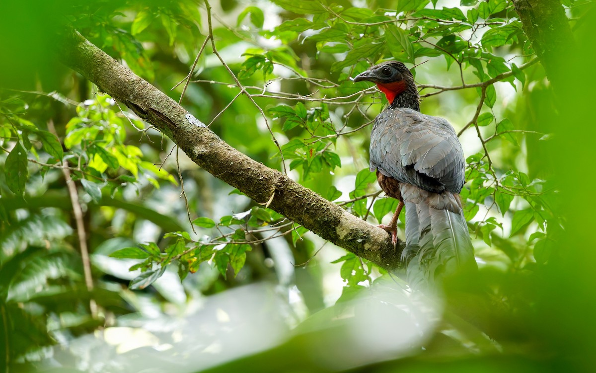 Spix's Guan - ML650254614