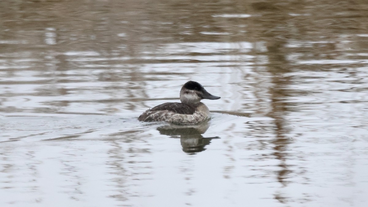 Ruddy Duck - ML650254628