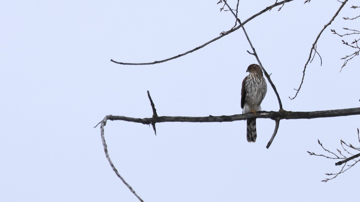 Cooper's Hawk - ML650254669