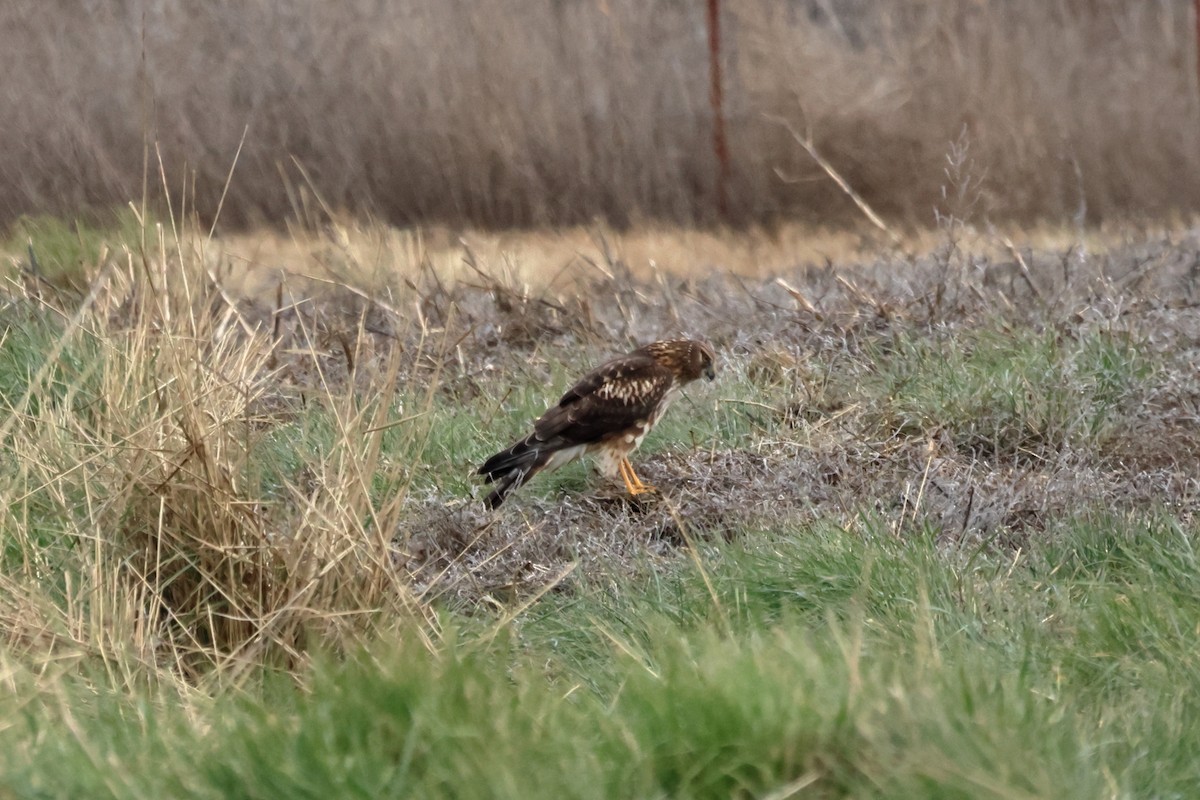 Northern Harrier - ML650254694
