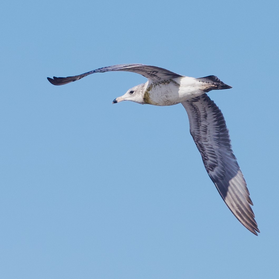 California Gull - ML650254805