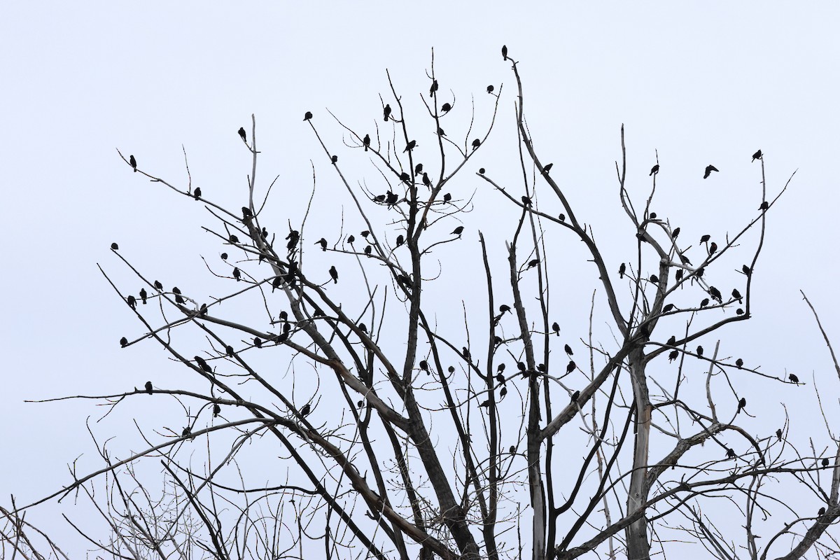 Red-winged Blackbird - ML650254894