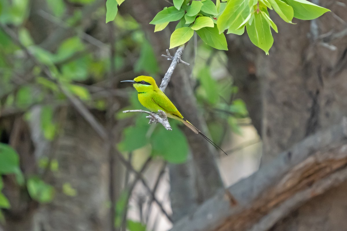 African Green Bee-eater - ML650255112