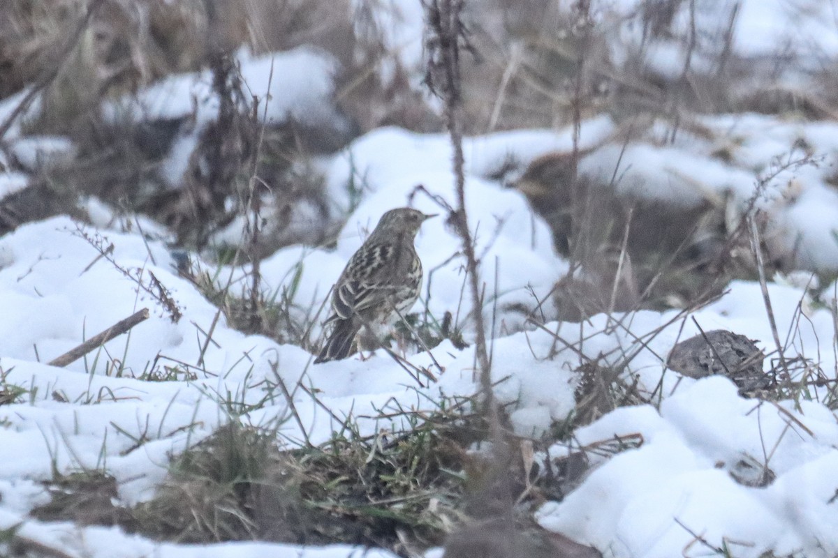 Pispola - ML650255312