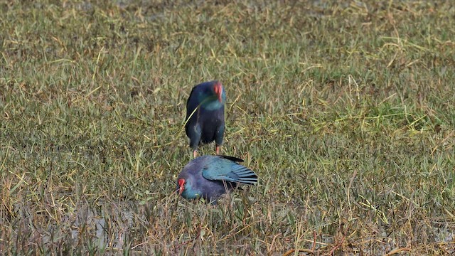 灰頭紫水雞 - ML650255955