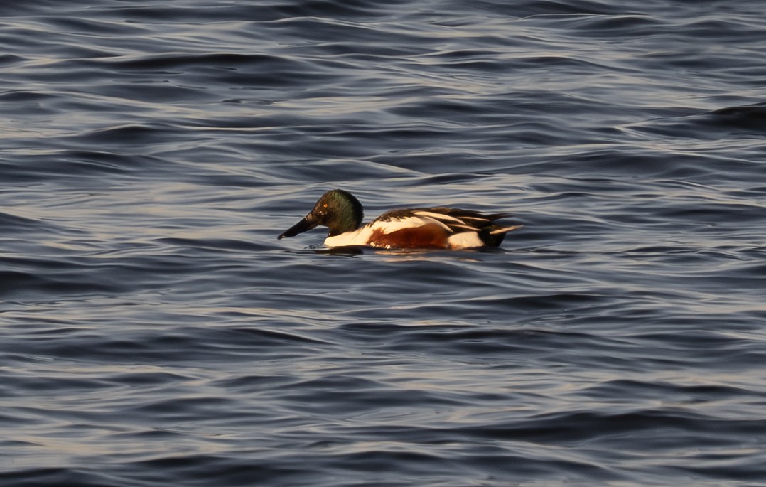 Northern Shoveler - ML650255995