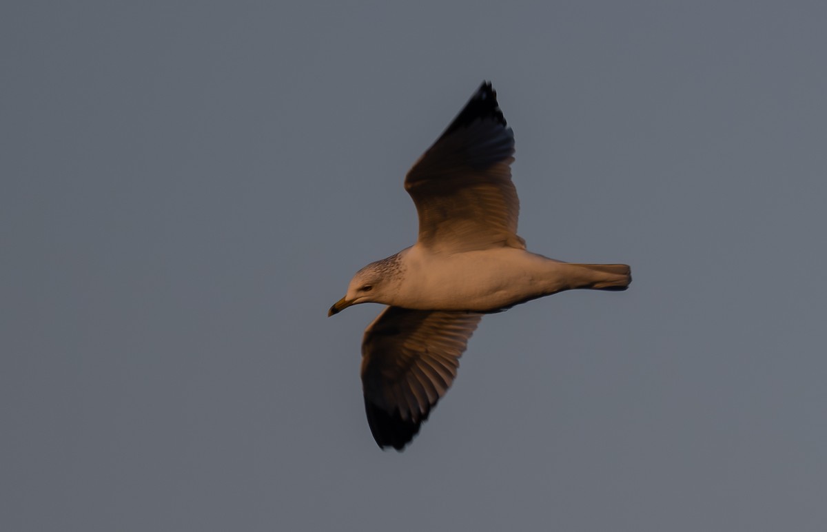 Ring-billed Gull - ML650256007
