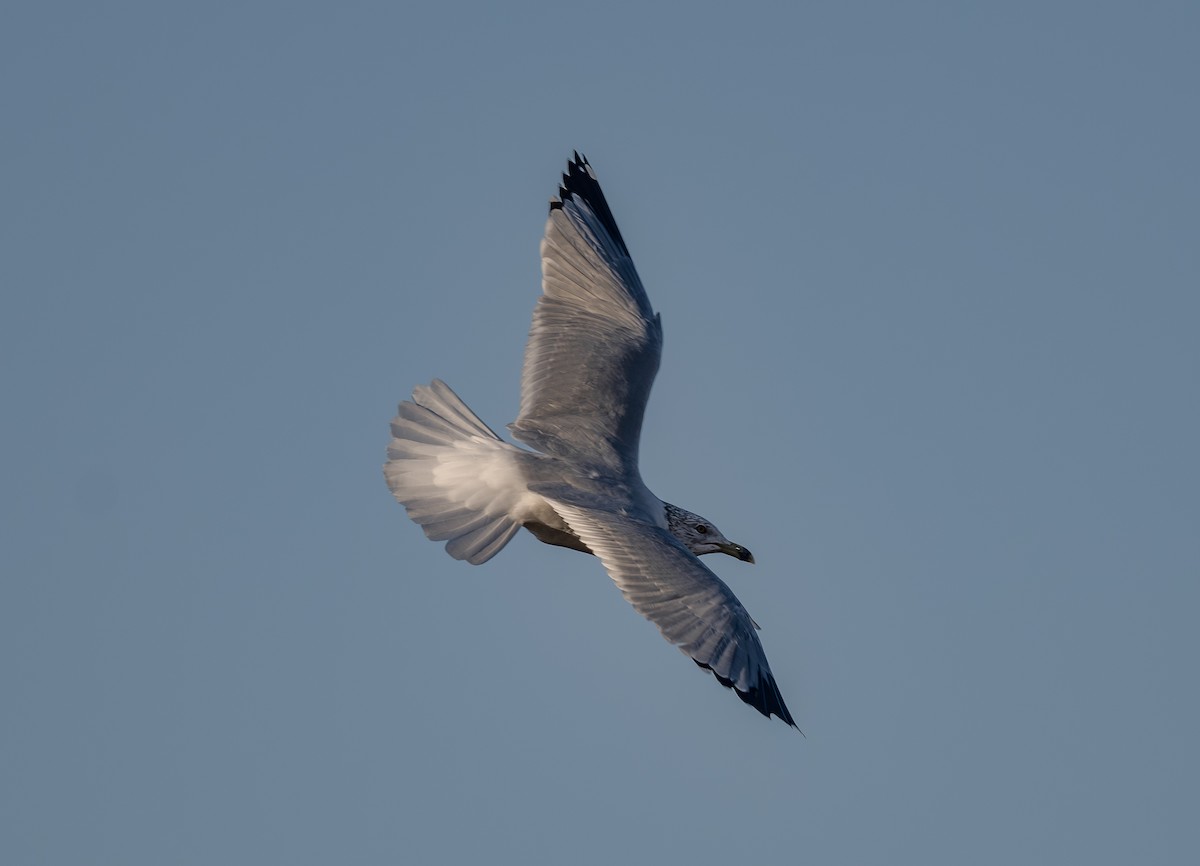 Ring-billed Gull - ML650256020