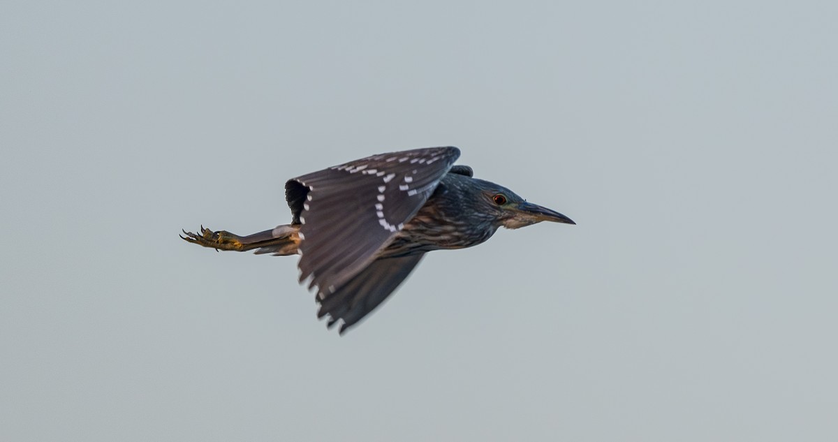 Black-crowned Night Heron - ML650256043