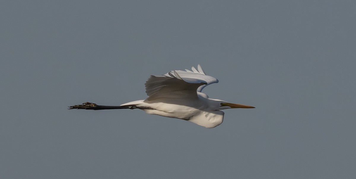 Great Egret - ML650256055