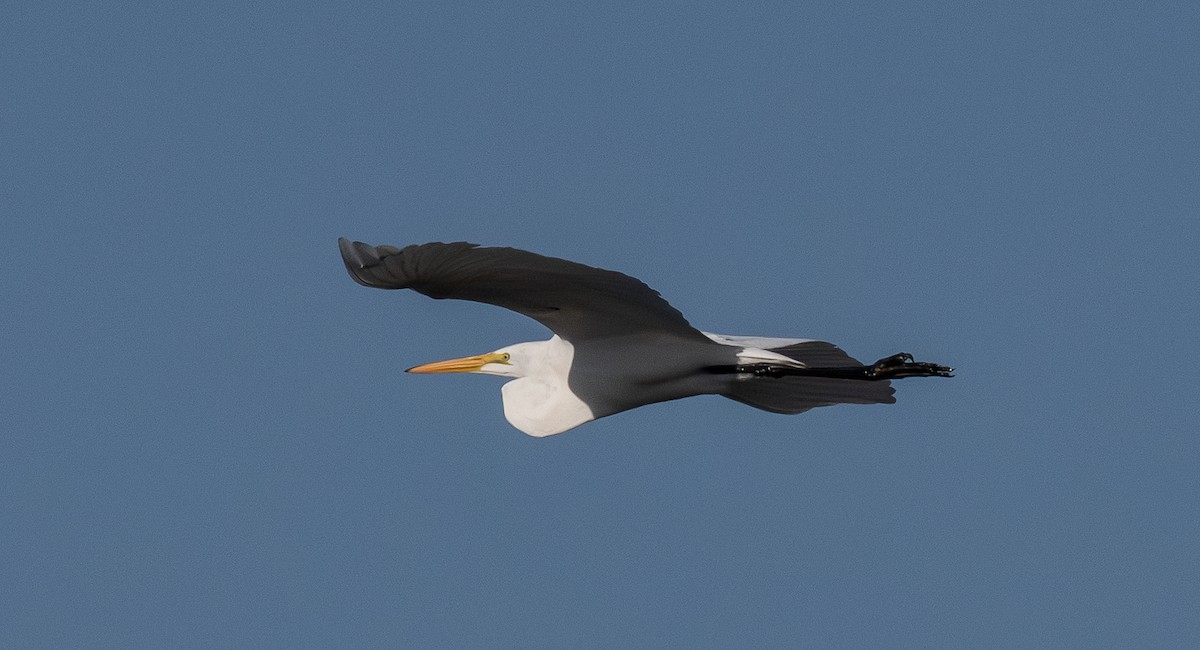 Great Egret - ML650256056