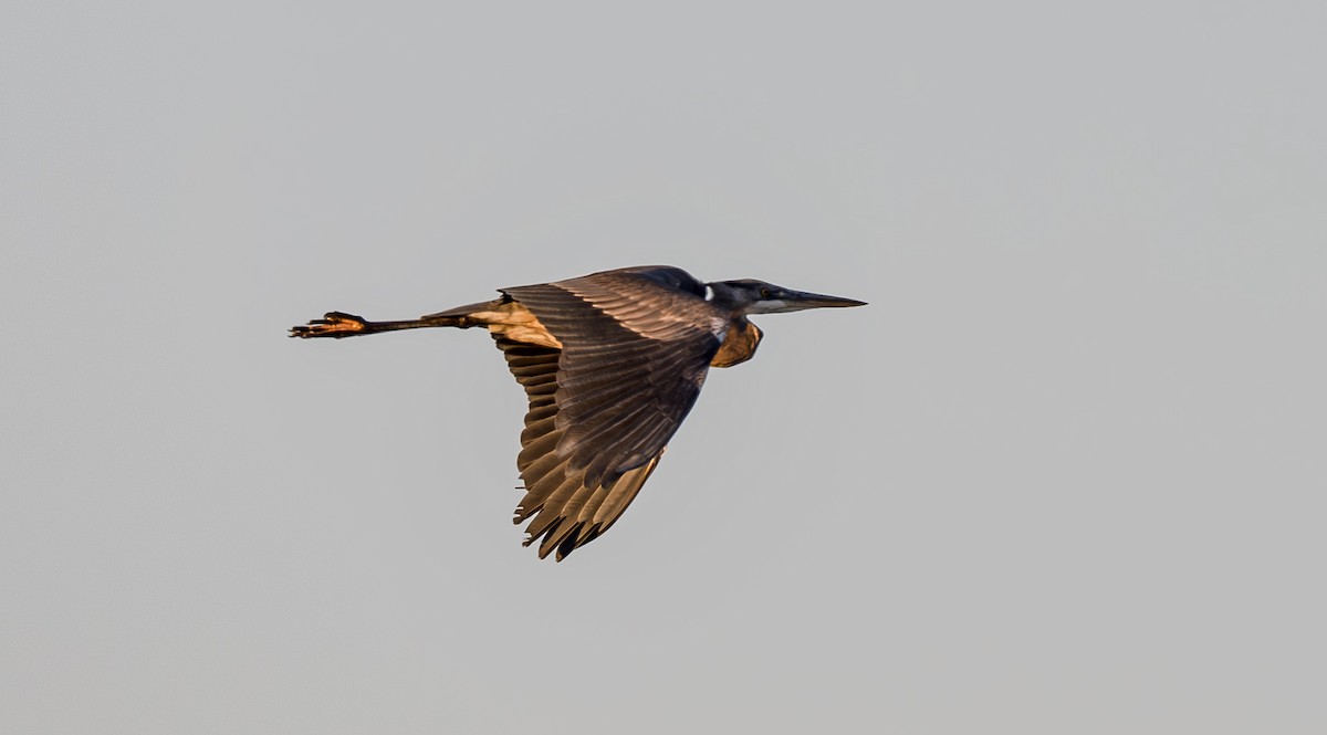 Great Blue Heron - ML650256072