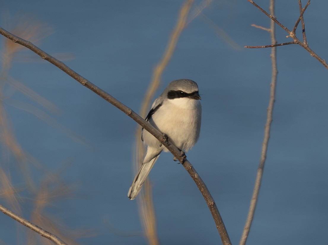 Loggerhead Shrike - ML650256080