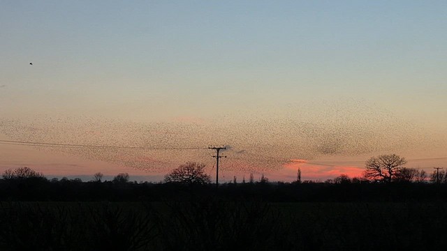 European Starling - ML650256493