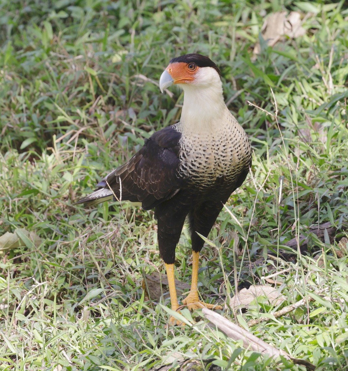 Crested Caracara (Northern) - ML650256508
