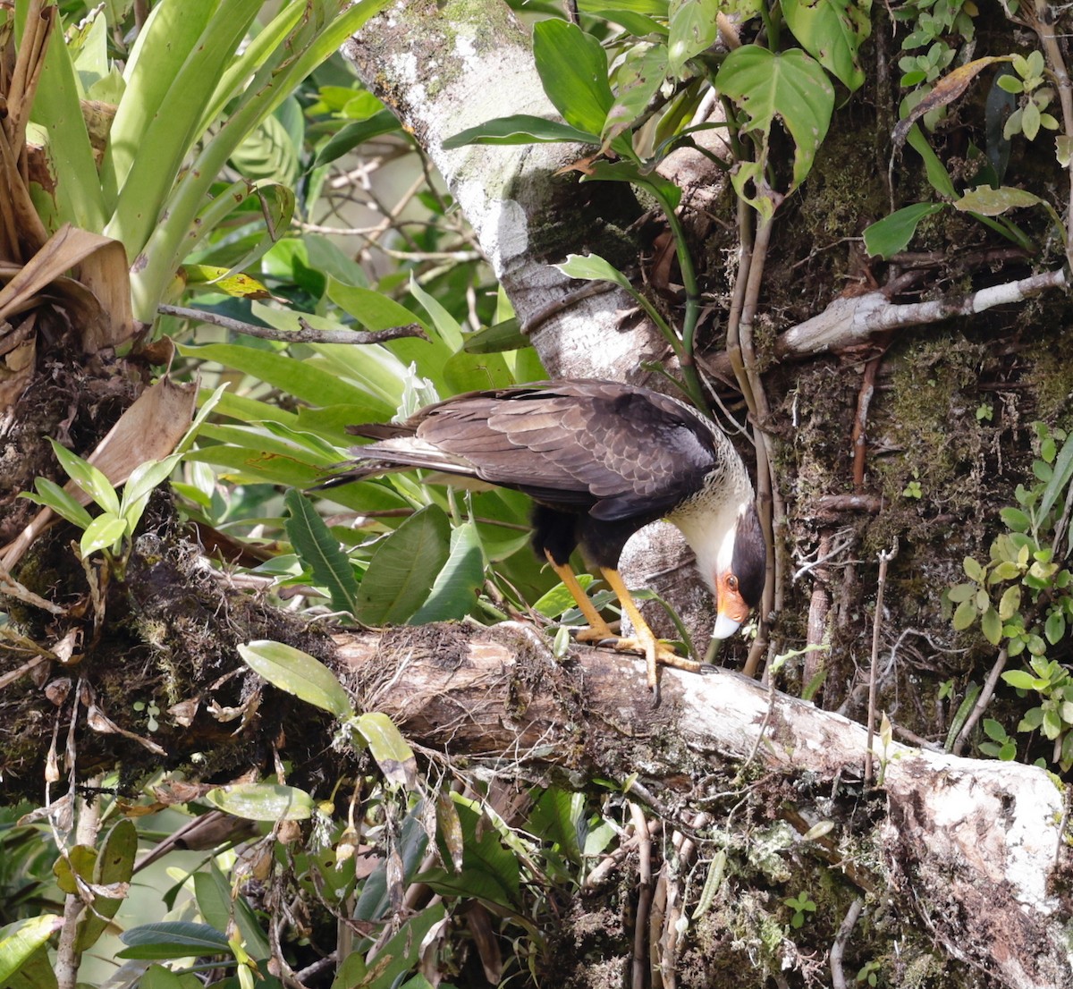 Crested Caracara (Northern) - ML650256516
