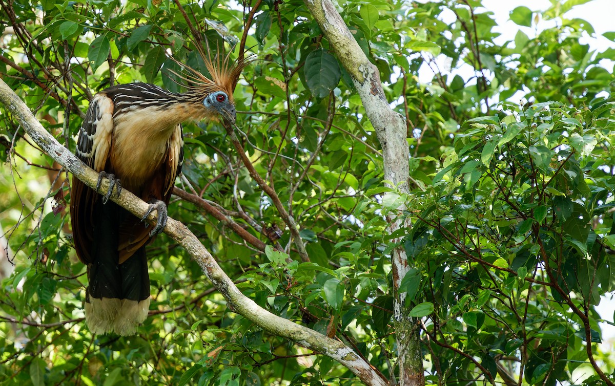 Hoatzina - ML650256543