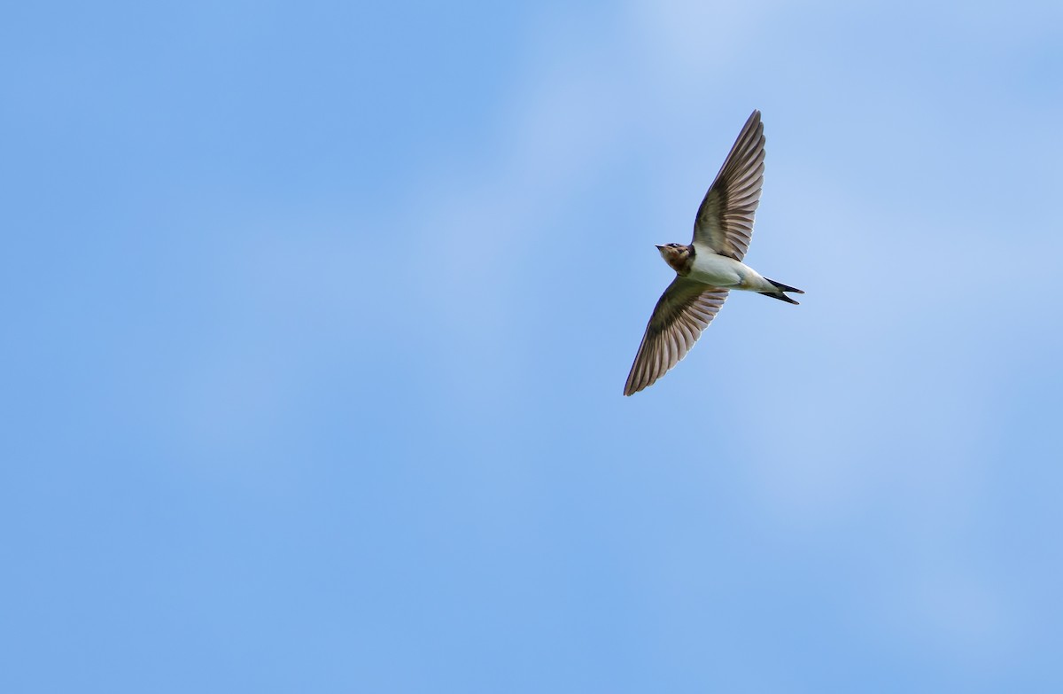 Enara arrunta - ML650256670