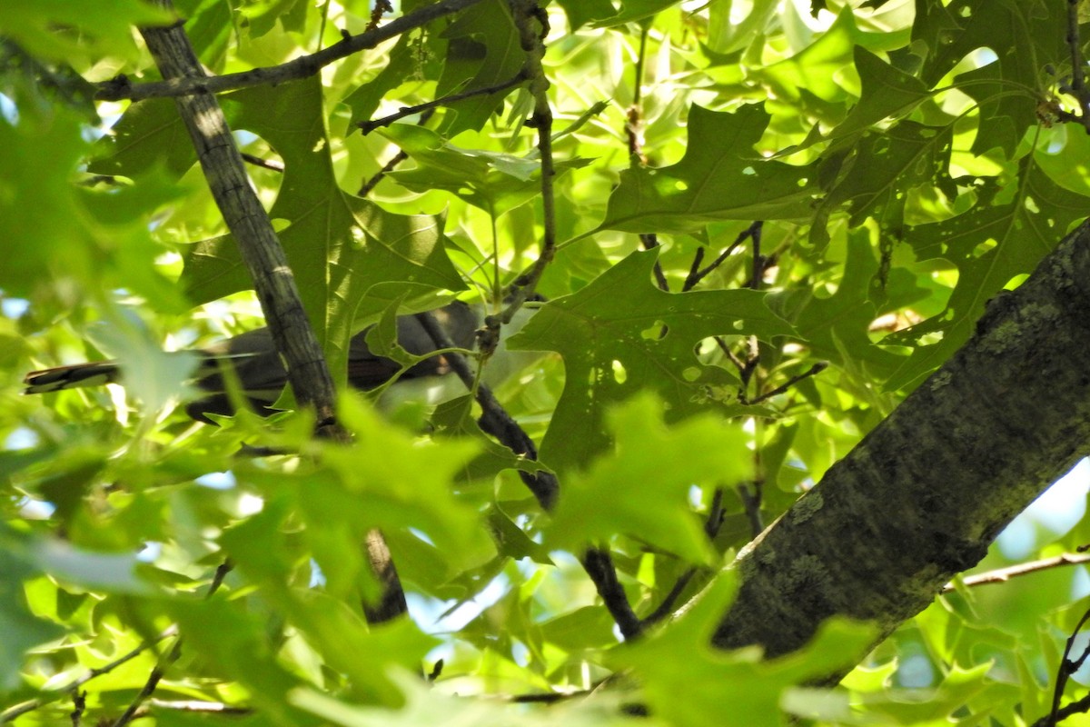 gulnebbgjøk - ML650256831