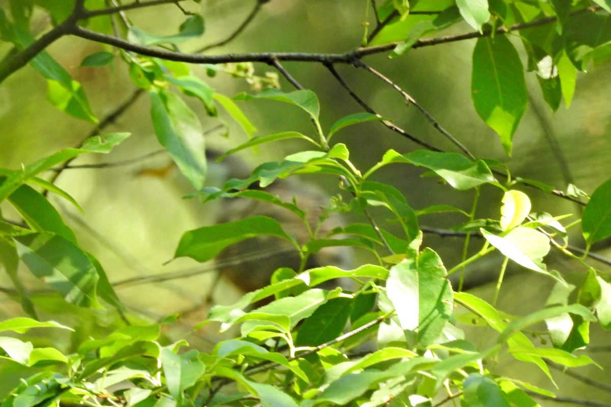 gulnebbgjøk - ML650256837