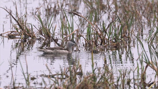 棉鴨 - ML650256843