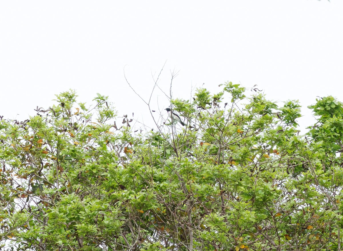 Purple-throated Cotinga - ML650256859