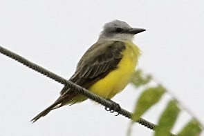 Couch's Kingbird - ML65025691