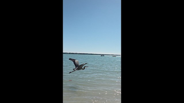 Great Blue Heron - ML650257797