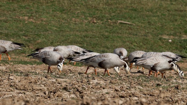 斑頭雁 - ML650257955