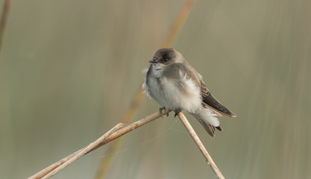 淺灰沙燕 - ML650258291